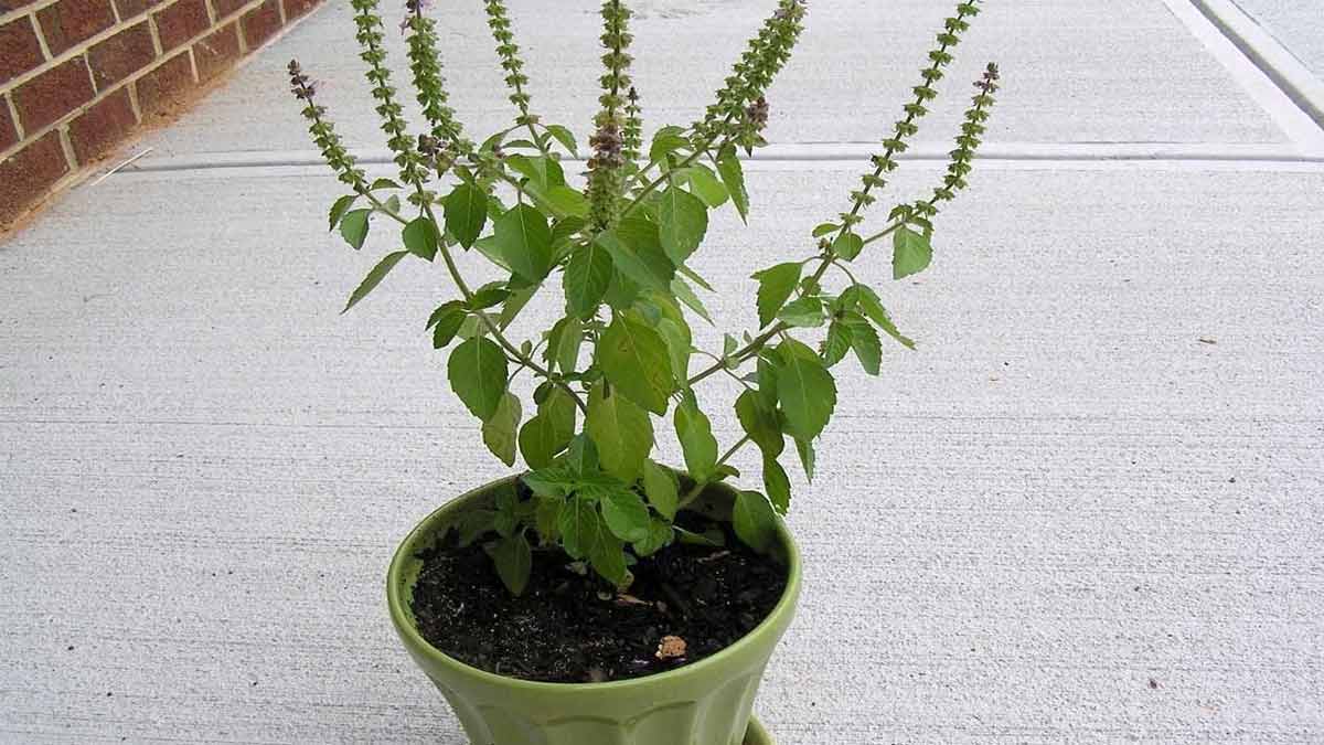 tulsi plant astro rules