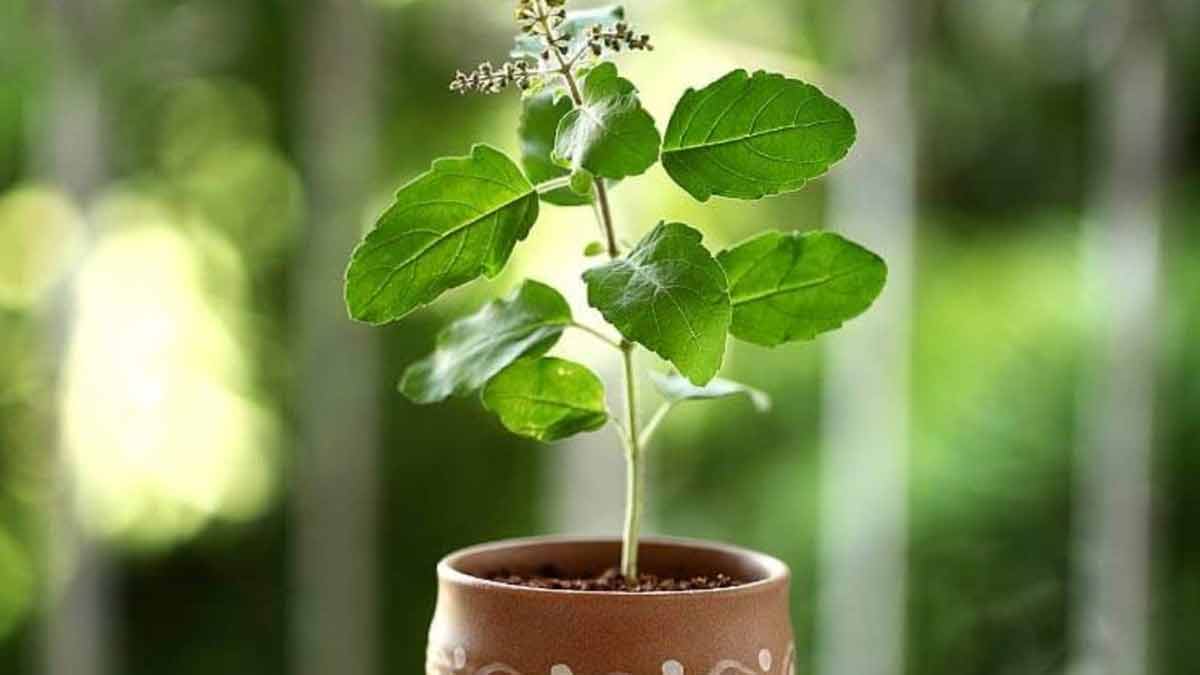 tulsi plant benefits at home