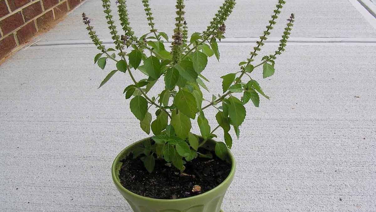 tulsi plant is good for sawan month