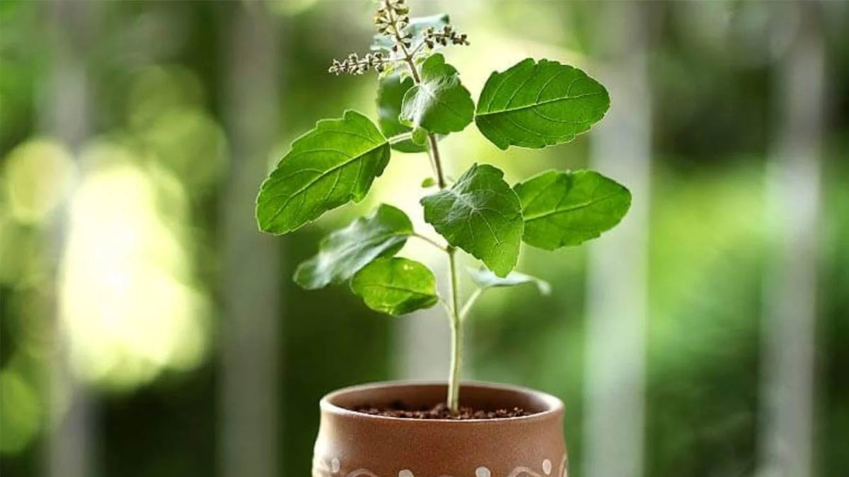tulsi plant remedies for money