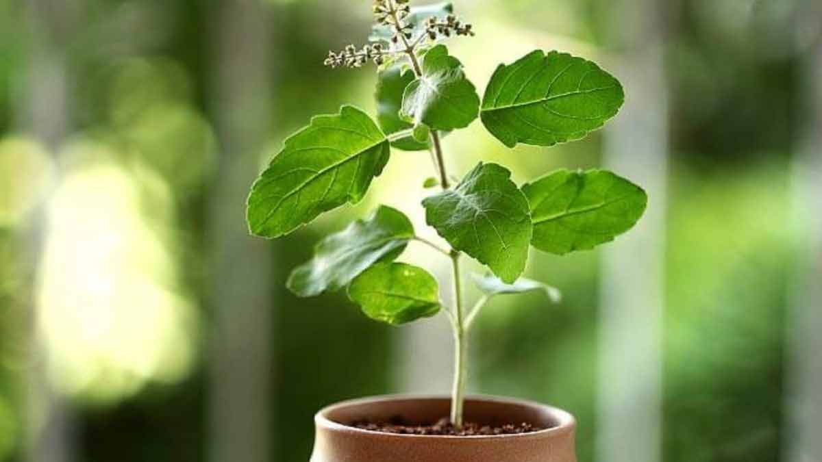 tulsi plant vastu tips for home