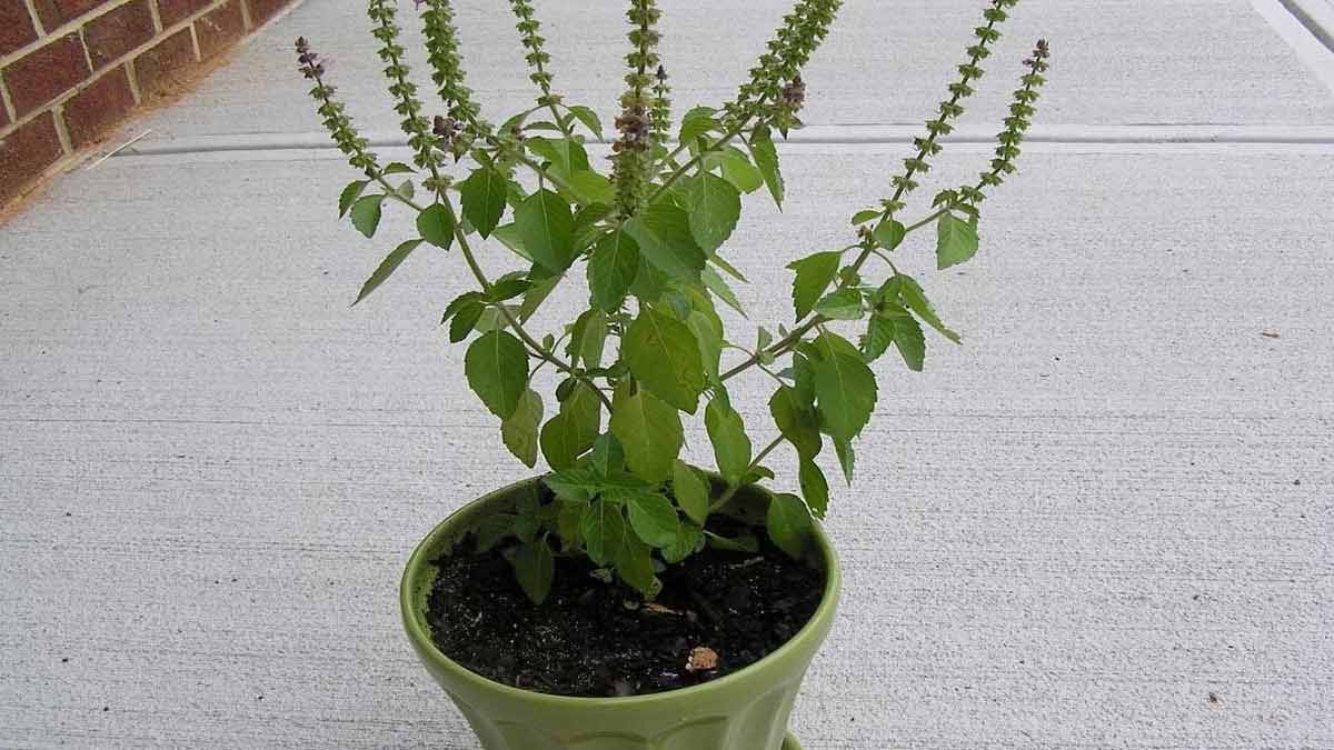 tulsi plant vastu