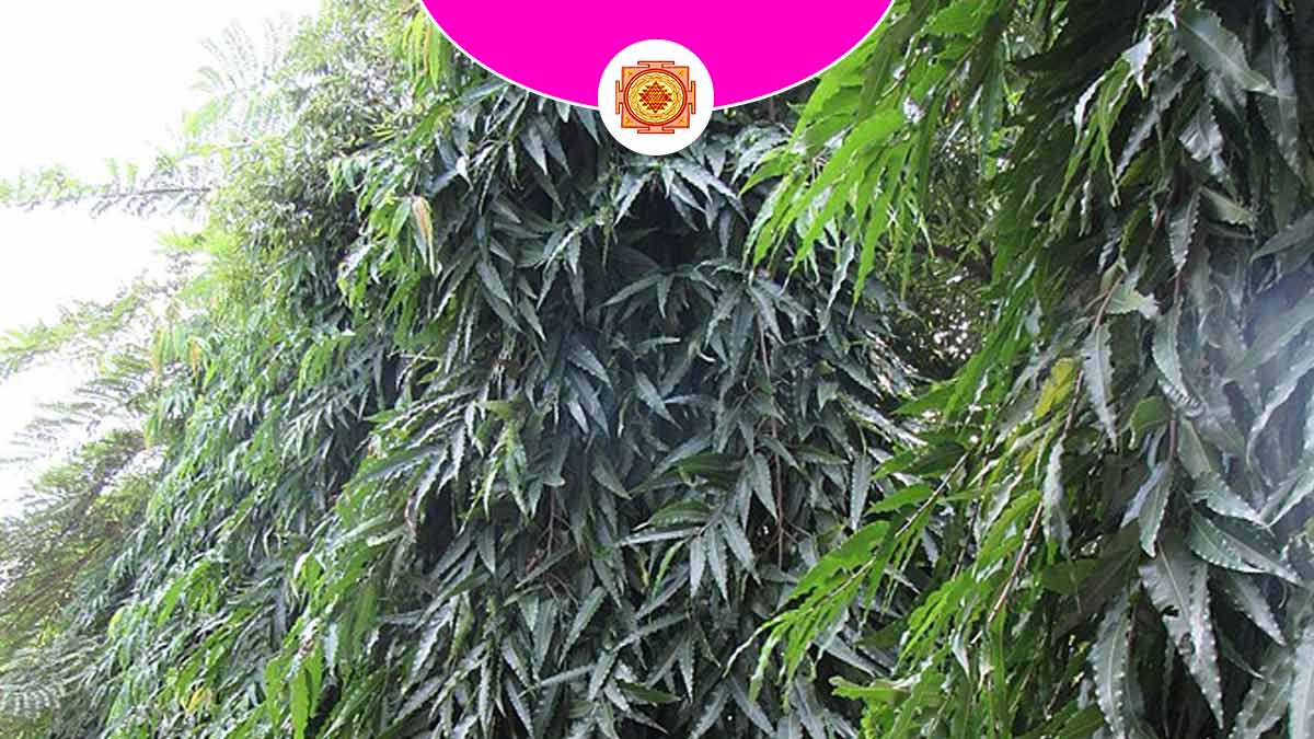 Ashoka Tree Vastu किस दिशा में लगाएं अशोक का पेड़ Ashok Tree Ke Vastu NiyamVastu Tips घर