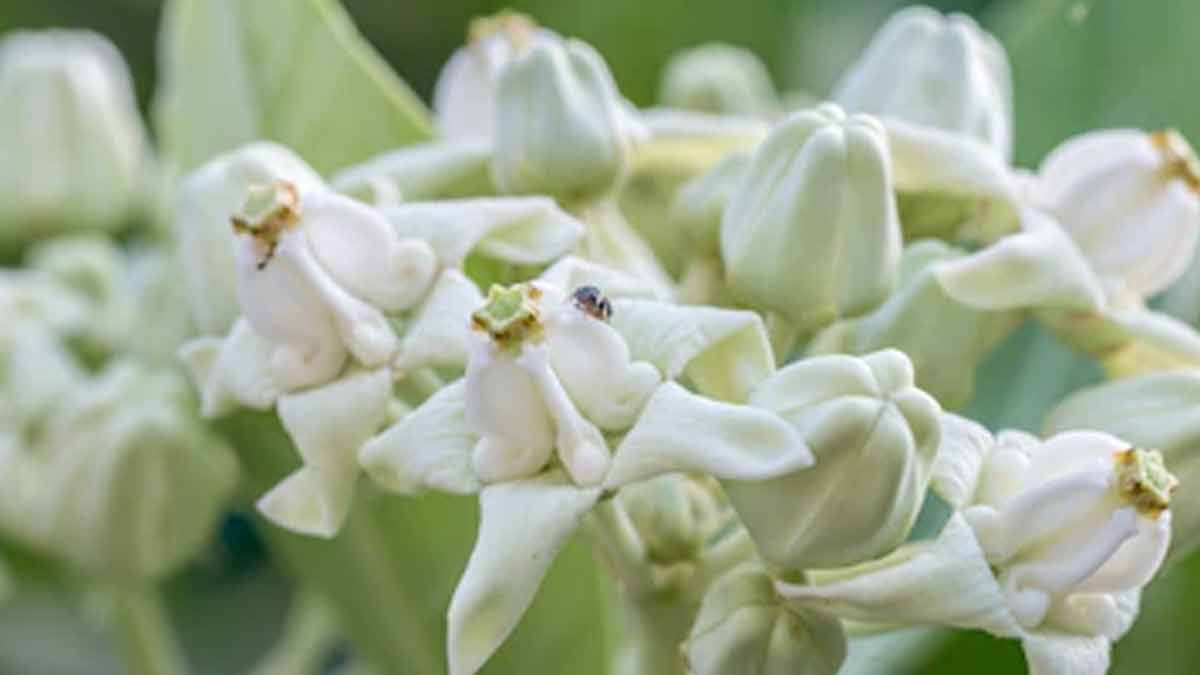 offer-flowers-to-lord-shiva-sawan