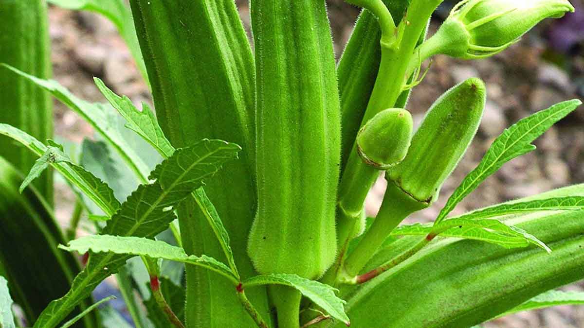 How to Prepare Soil for Lady Finger Plant| भिंडी का पौधा लगाने का तरीका ...