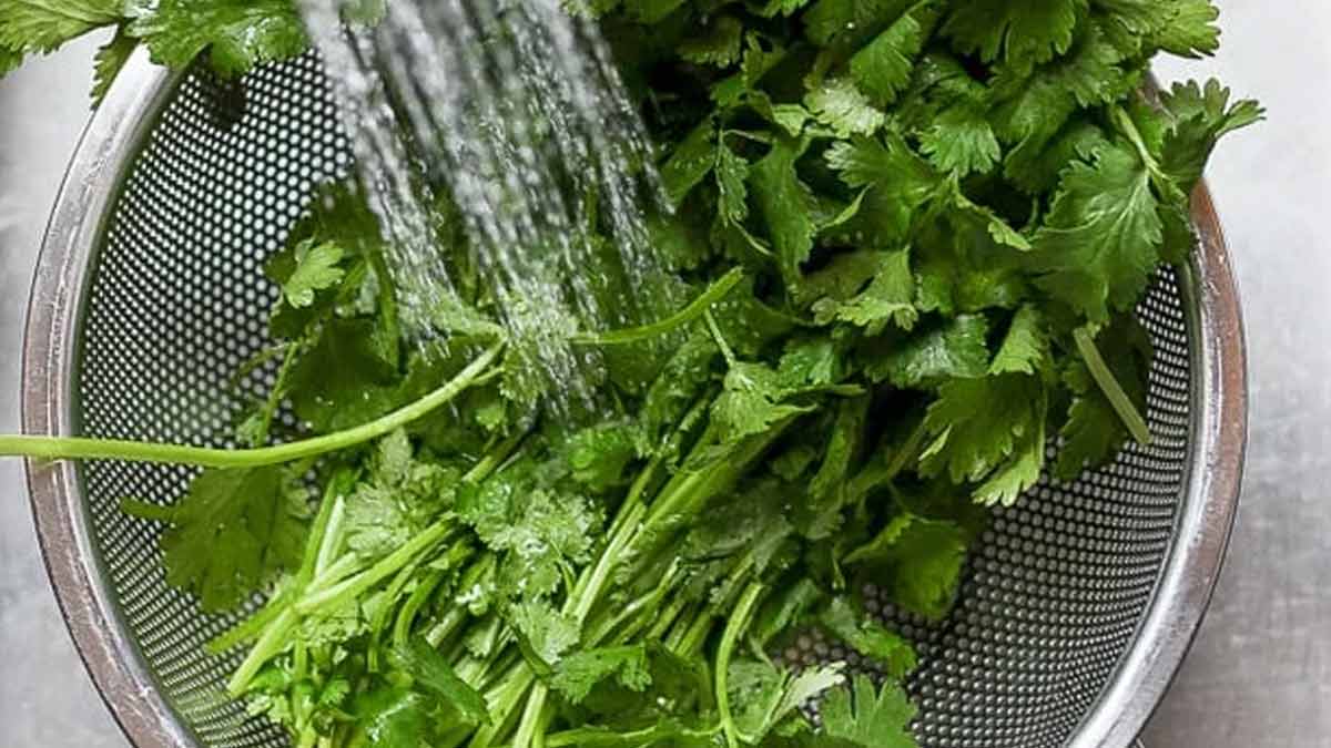 Coriander cleanning tips