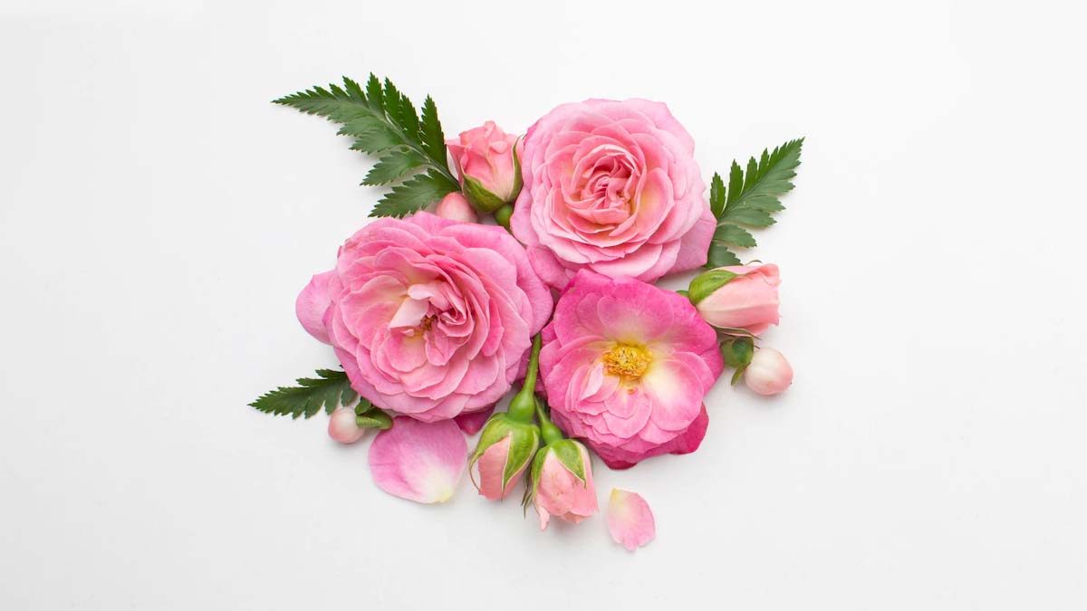 क्या आप बता सकते हैं कि दुनिया का पहला गुलाब किस रंग का था? Facts About Rose In Hindi Inside