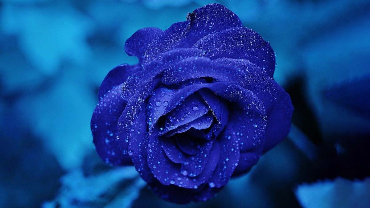 दुनिया का सबसे दुर्लभ गुलाब किस रंग का होता है? Facts About Rose Inside