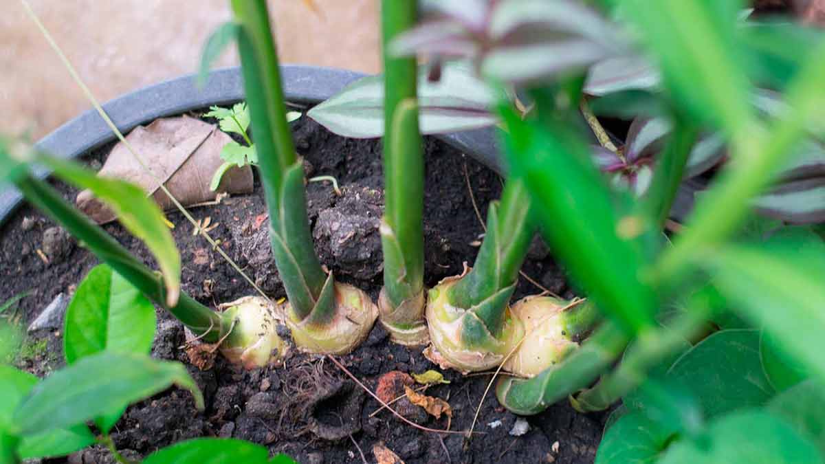 Ginger plant growing tips in hindi