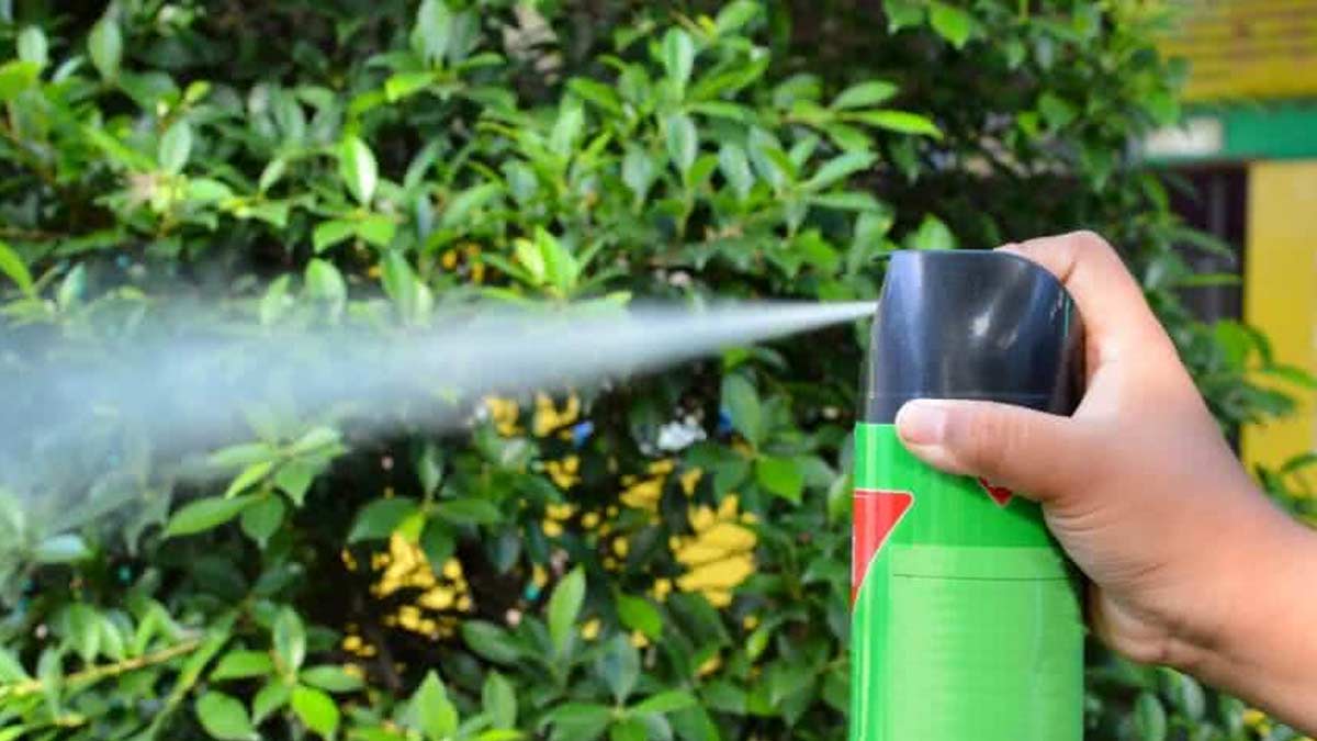 How to protect plant in monsoon