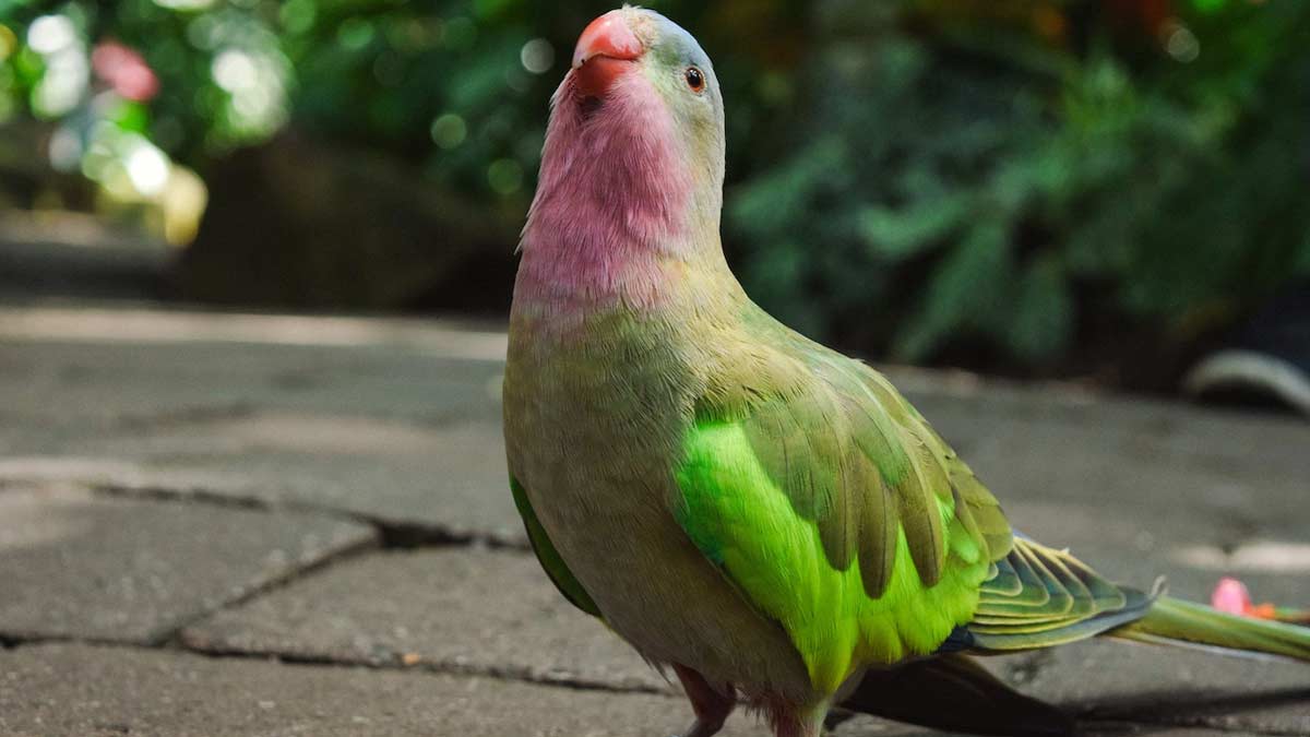 Is parrot good for home vastu| तोता पालना शुभ होता है क्या? |Is Green  parrot lucky| Ghar Main Tota Rakhne Ke Fayde| | green parrot vastu tips for  prosperity | HerZindagi