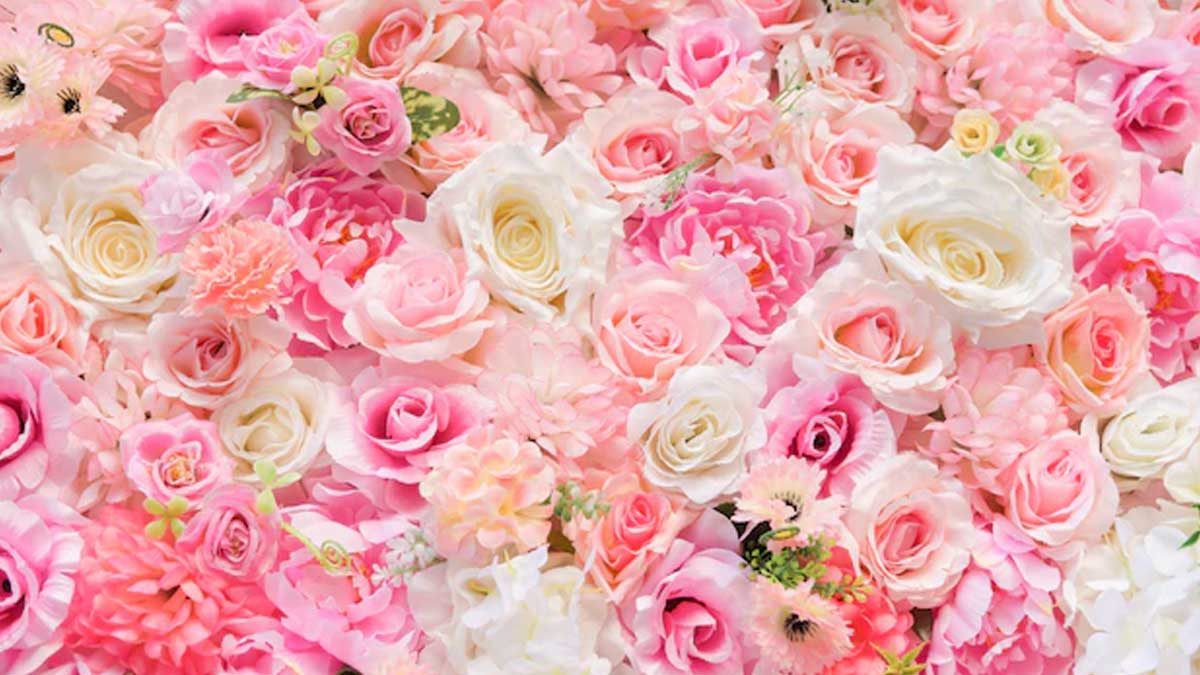 क्या आप बता सकते हैं कि गुलाब के किस किस्म को अंतरिक्ष में भेजा जा चुका है? Meaning Of Roses Color In
