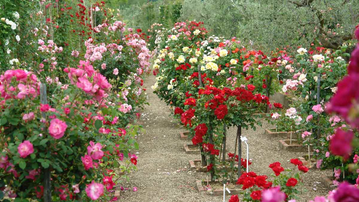 दुनिया में सबसे अधिक गुलाब की खेती किस देश में होती है? Meaning Of Roses Color Inside