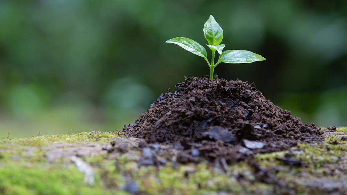 Plant leaves protection