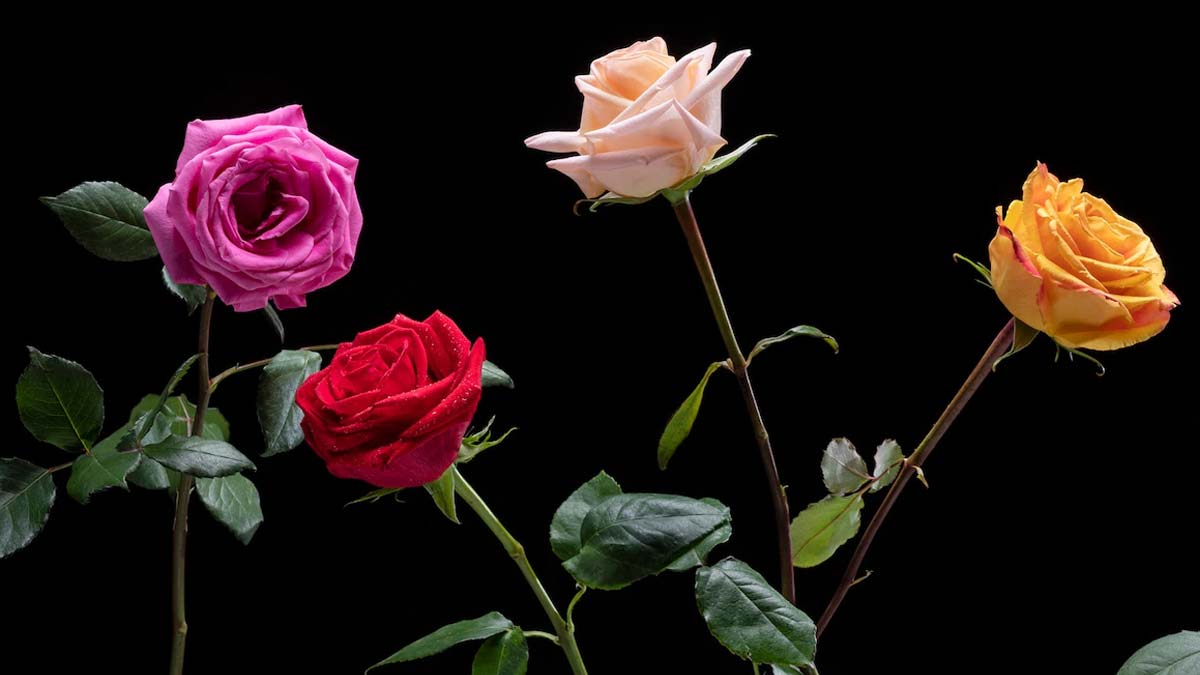 दुनिया में सबसे पहले गुलाब का पौधा किस देश में देखा गया था? Roses Facts In Hindi Inside