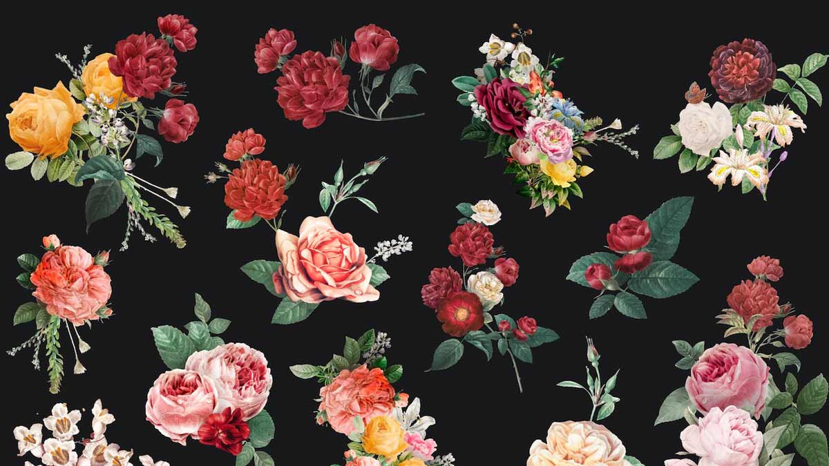 गुलाब फूल का अस्तित्व कितने साल पुराना है? Roses Facts In Hindi Inside