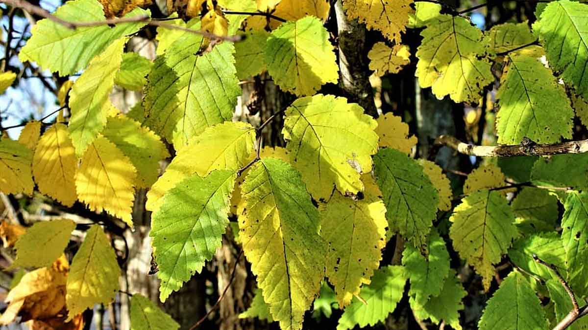 Tips to fix yellow leaves on plants