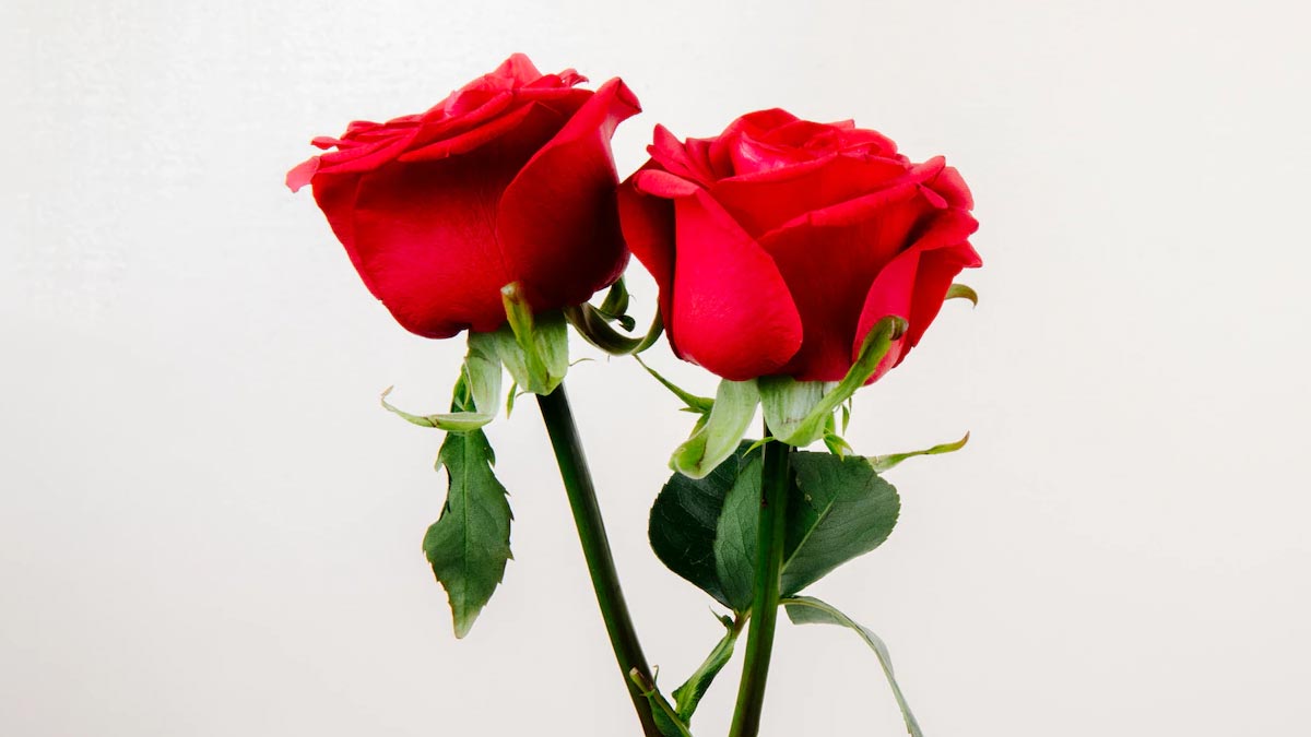 avoid fights among couples