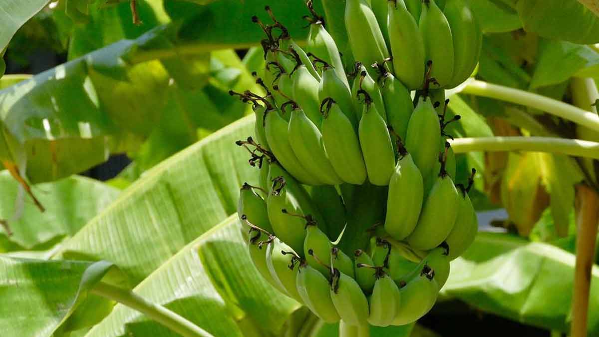 banana plant at garden vastu