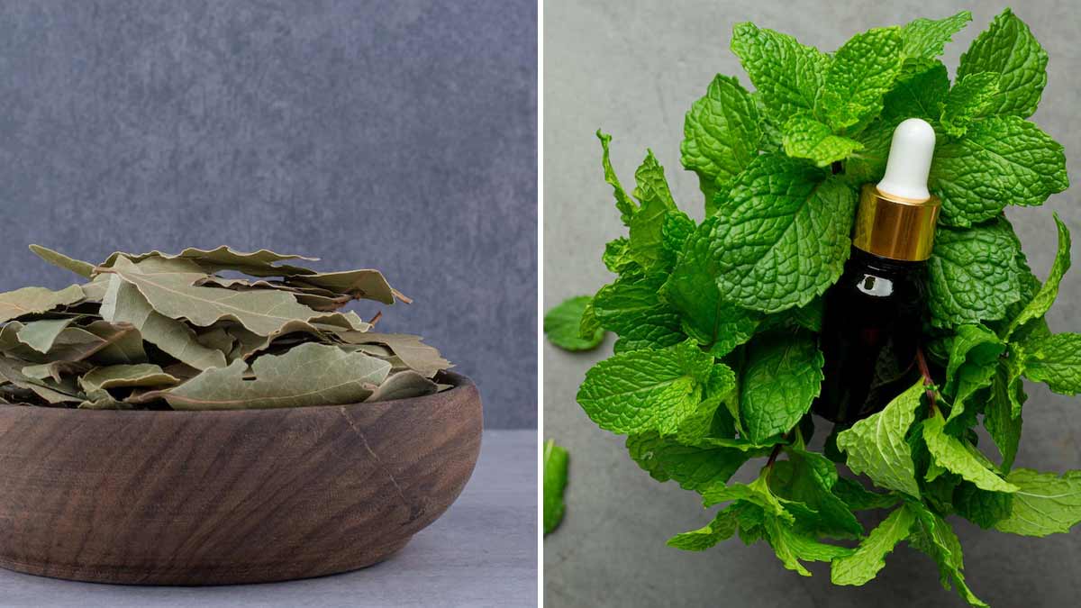 Fastest Way to Get Rid of Roaches in the Kitchenतेजपत्ते और पुदीना से