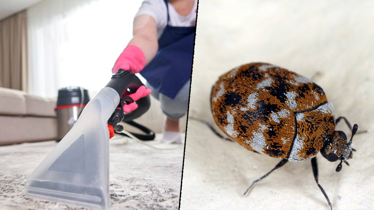 How To Get Rid Of Carpet Beetle Tips To Remove Carpet Beetle
