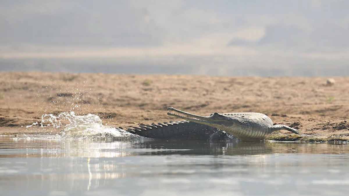 chambal river facts and origin