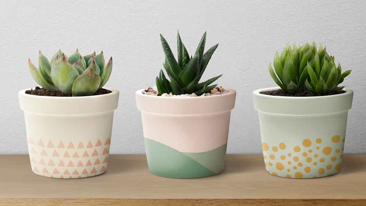 Cheapest Plants Under 25सस्ते फूलपौधेCheap Flower Plants Kahan Se