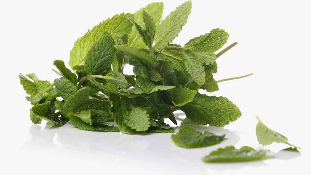 How to Clean Mint Leavesफटाफट पुदीना साफ कैसे करेंPudina Saaf Karne