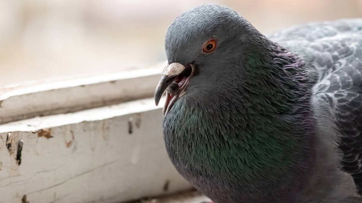 clean pigeon poop from balcony
