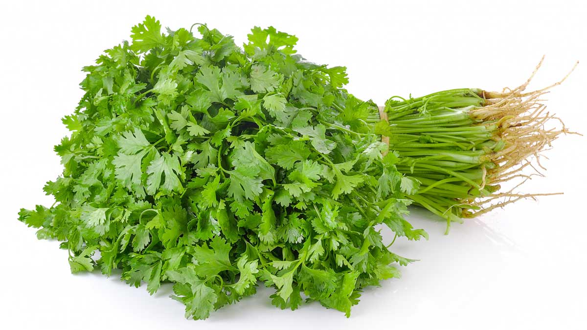 coriander clean at home