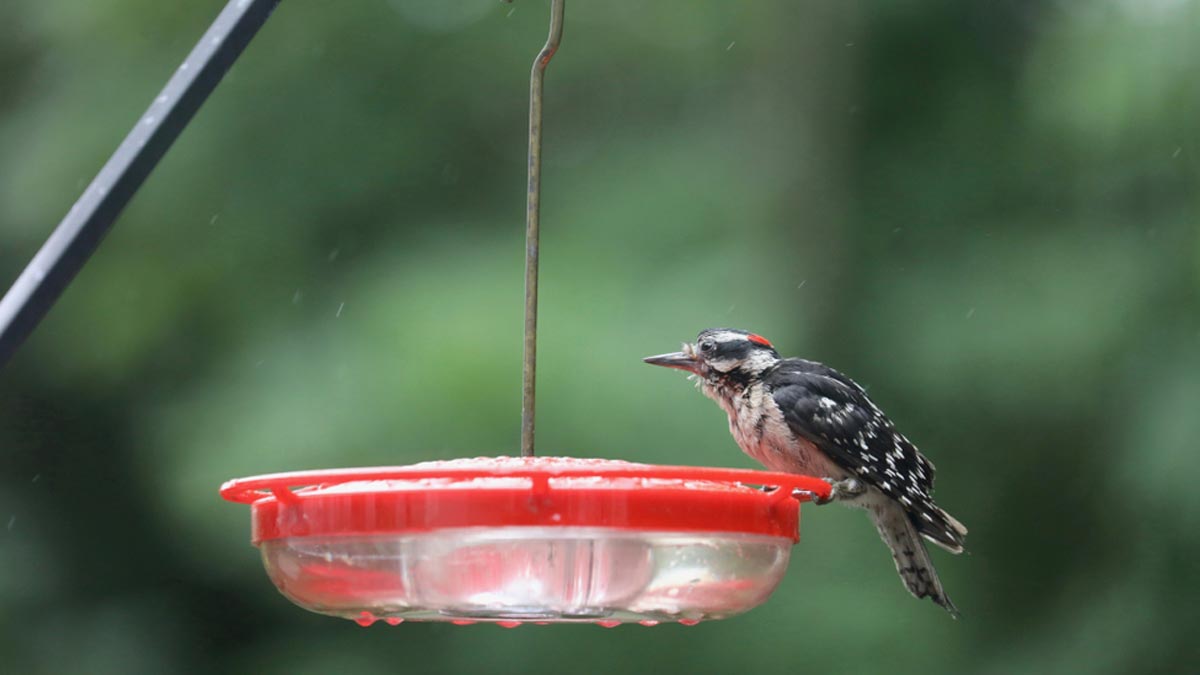 feed water to birds