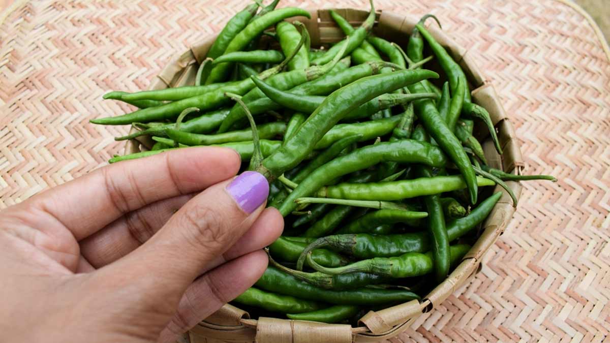 green chilli astrology in hindi