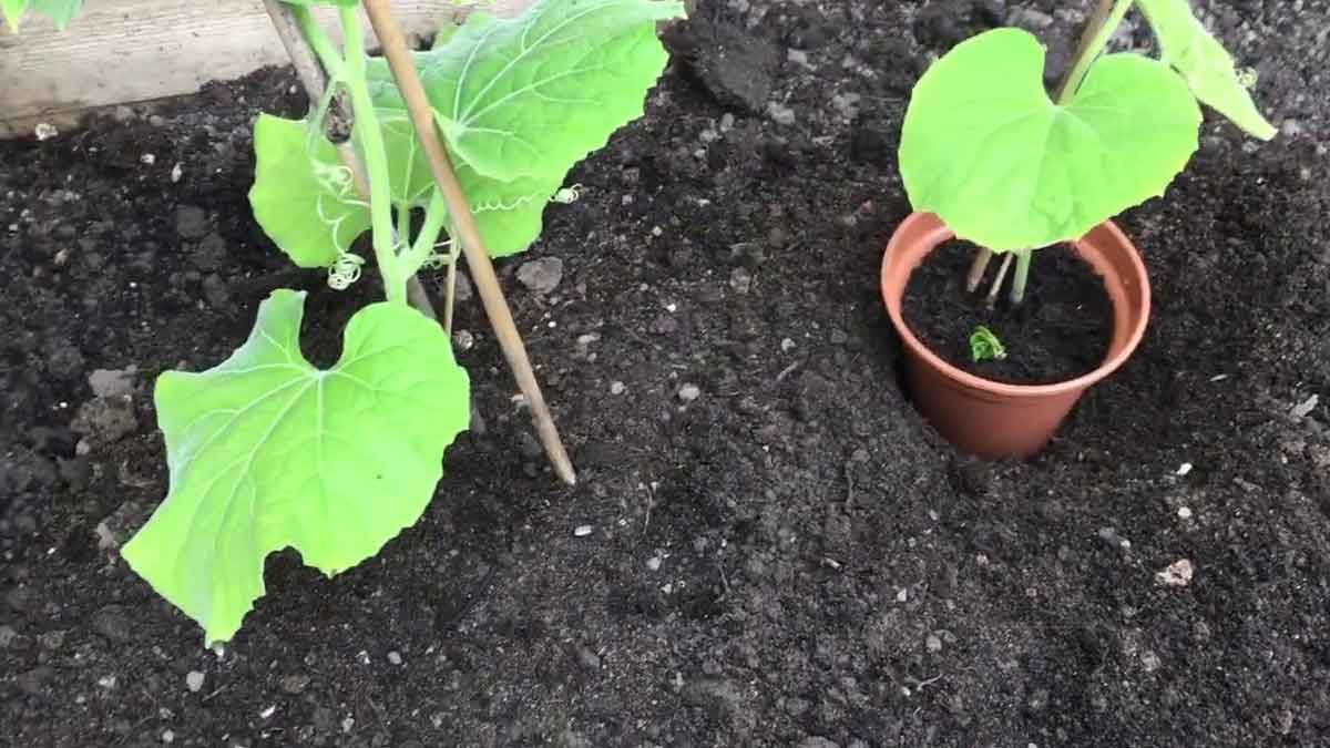 how-to-grow-bottle-gourd-lauki-ka-plant-lagane