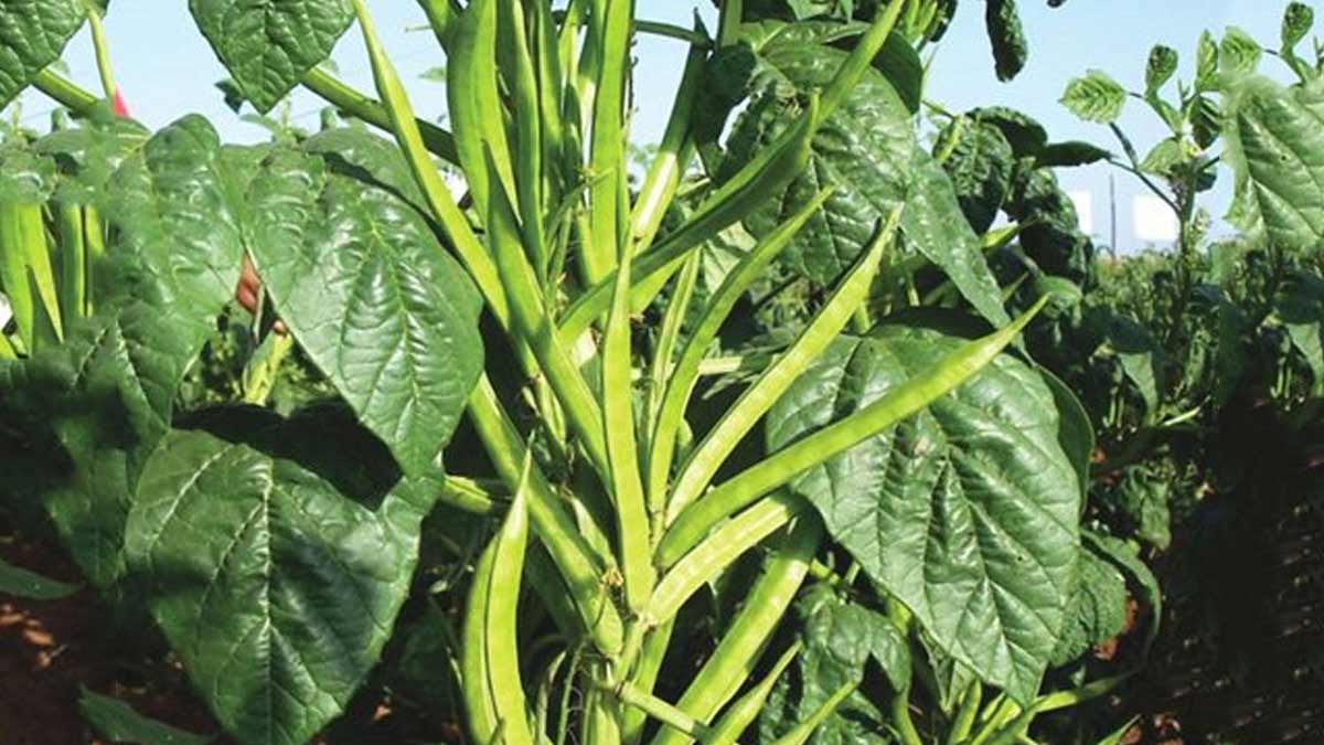 how to grow cluster beans at home in pot in hindi