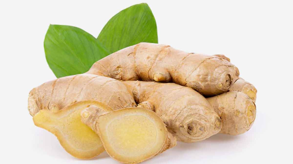 how to grow ginger plant from ginger