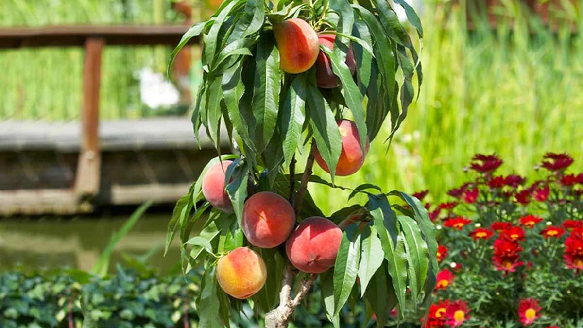 how to grow peach plant at home in hindi