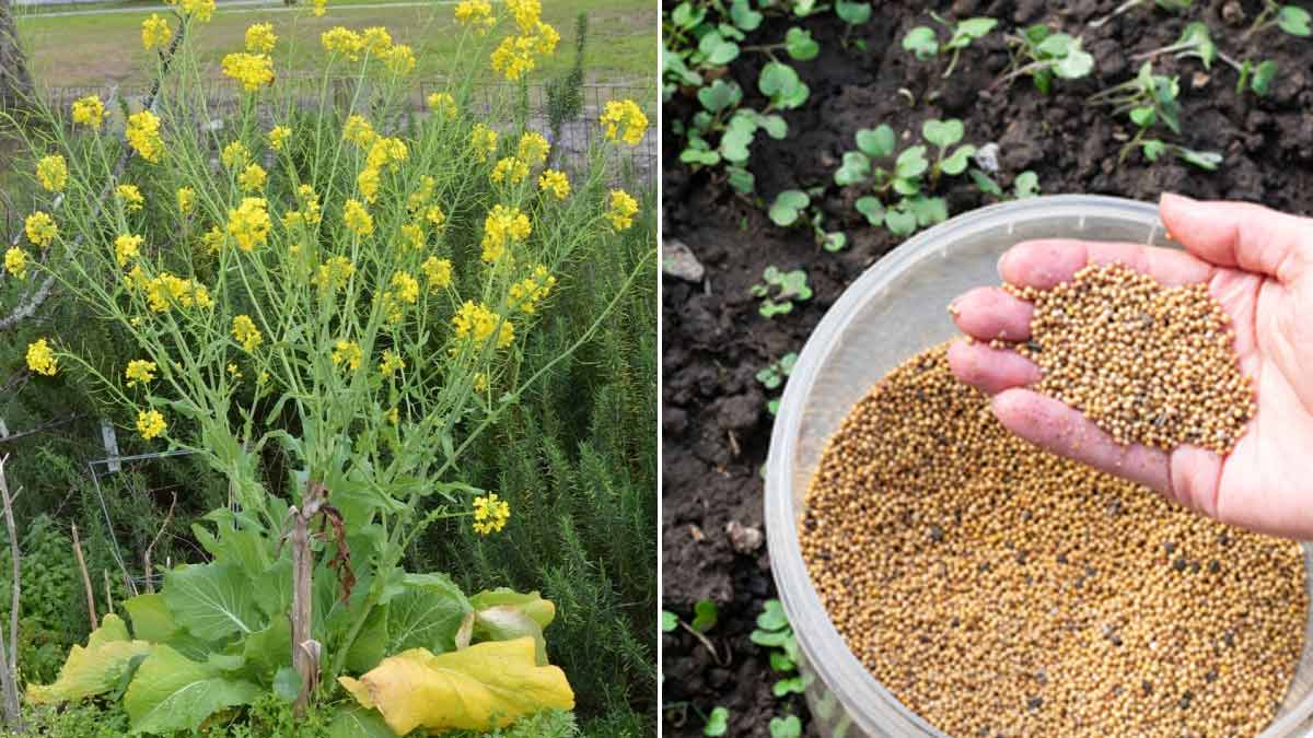 how to grow yellow mustard plant at home