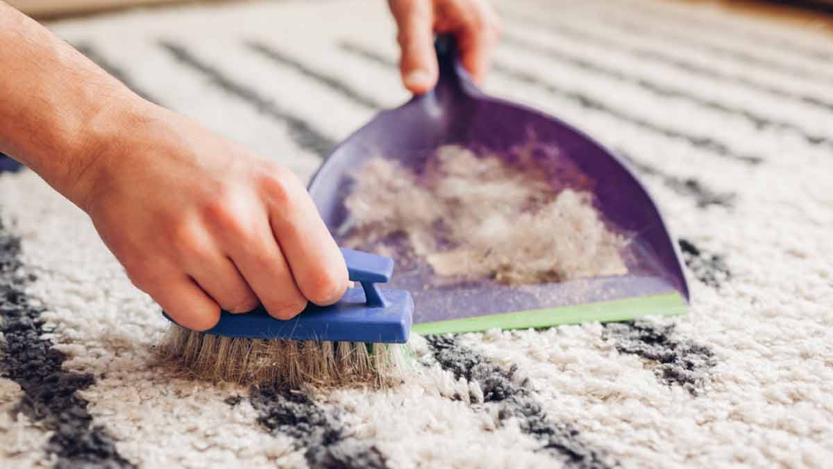 how to remove pet hair from carpet in hindi