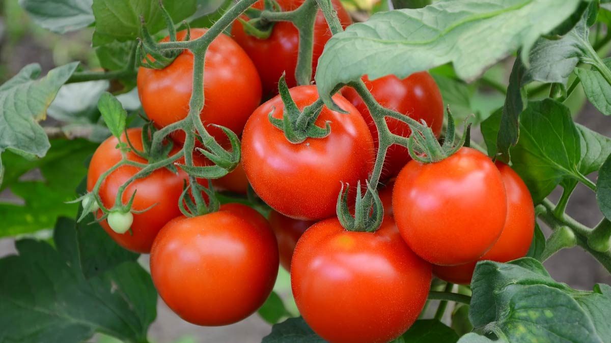 how to ripen green tomatoes at home Inside 