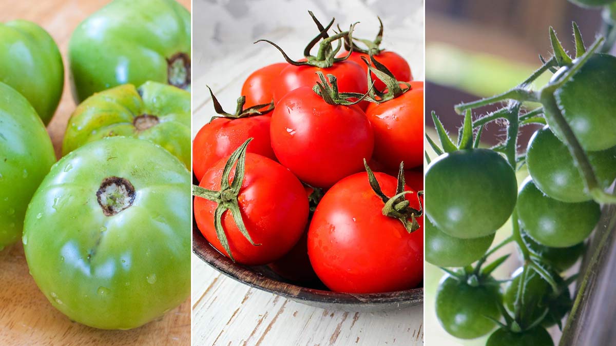 how to ripen green tomatoes at home tips