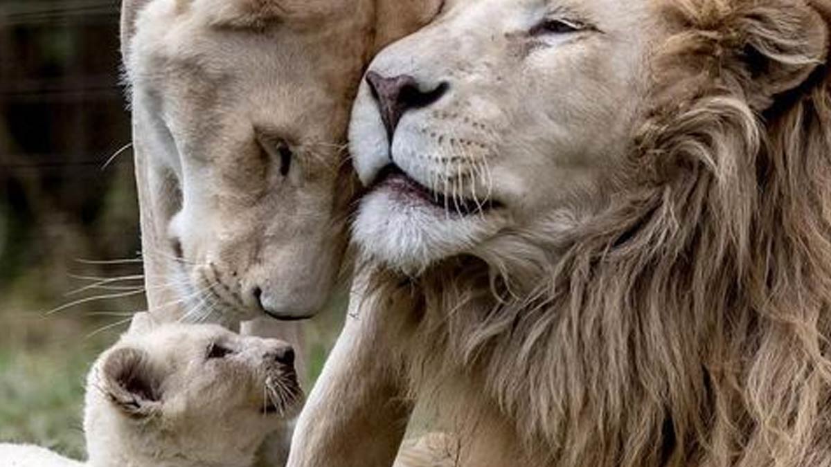 is alia bhatt pregnant