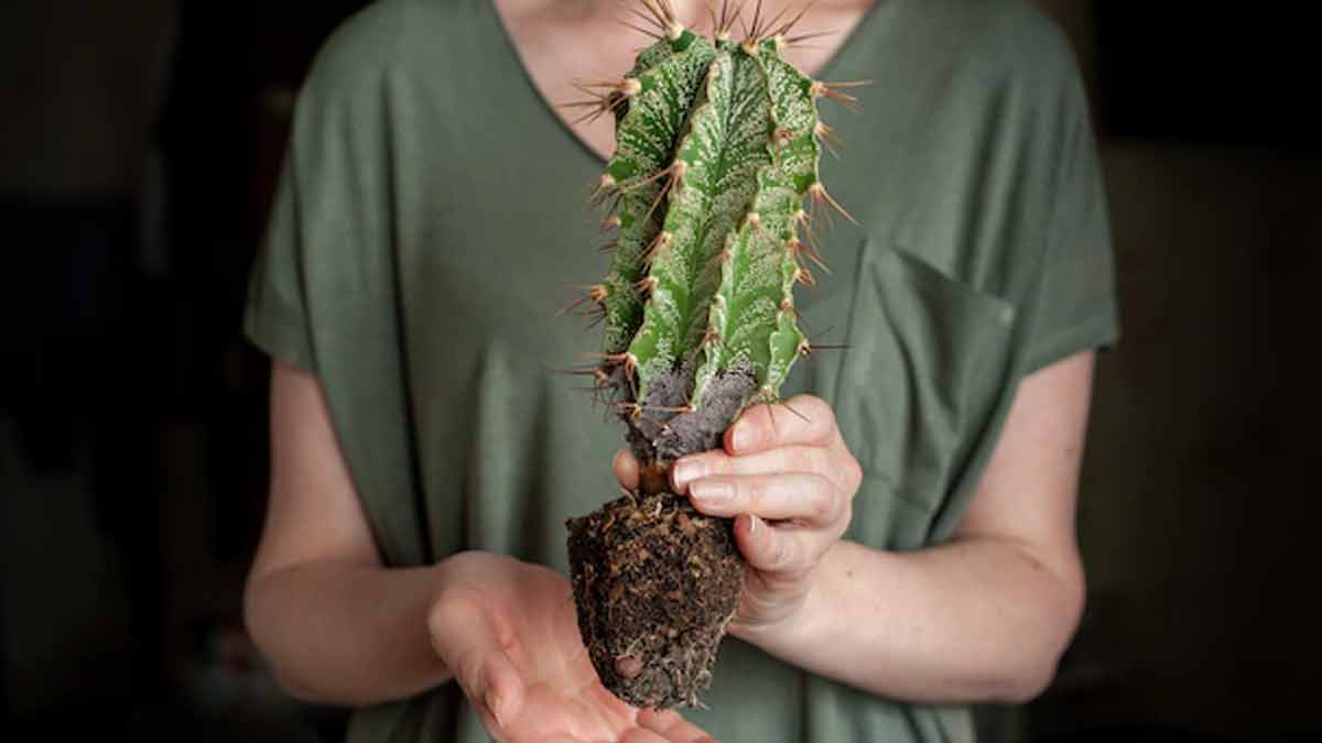 kantedar plants should avoid