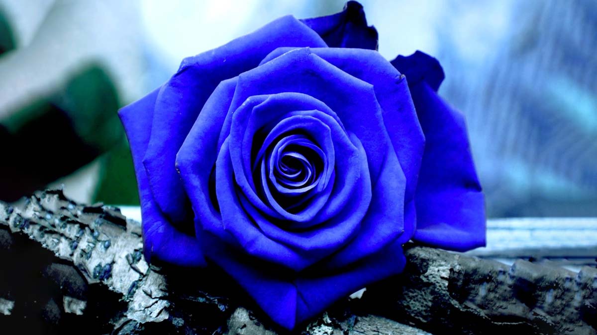 know About Roses Flower In hindi