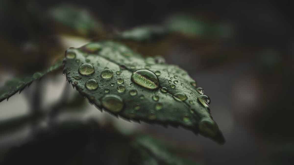 इनमें से कौन सा पौधा अधिक मानसून वर्षा में मर जाता है? monsoon and gardening