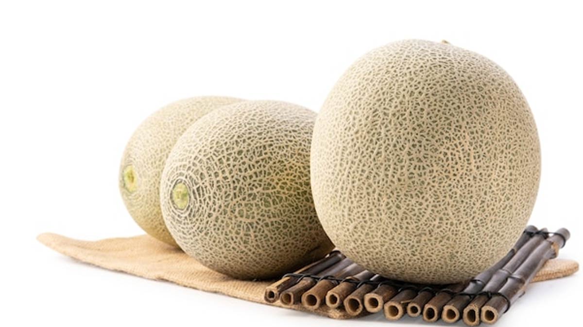 मिथुन राशि musk melon donte