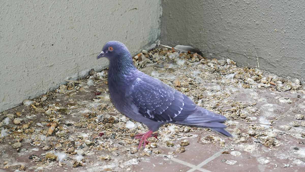 pigeon poop balcony tips