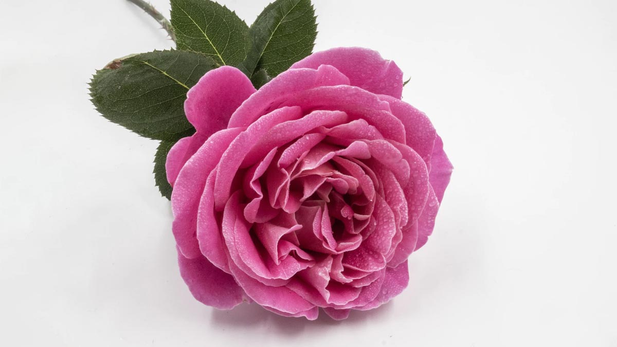इनमें से किस देश का राष्ट्रीय फूल गुलाब है? pink Roses Facts In Hindi Inside