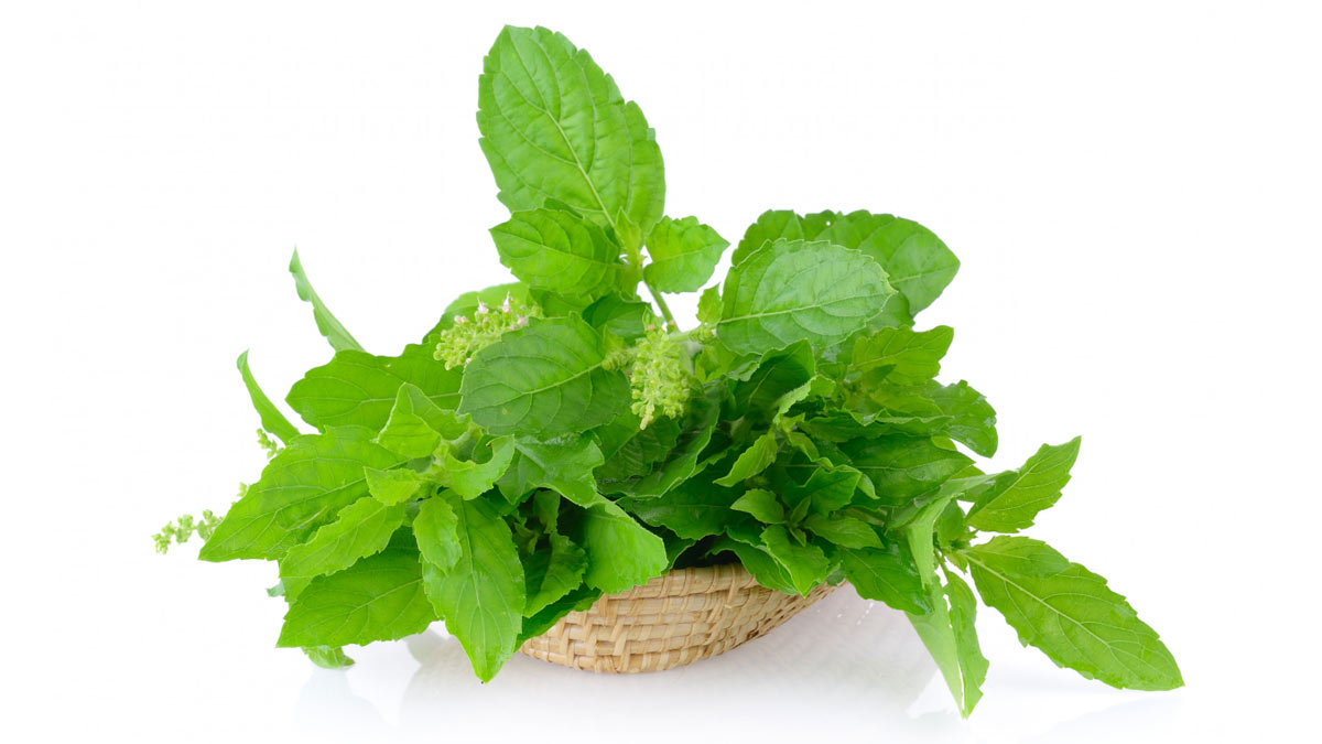 plucking tulsi leaves