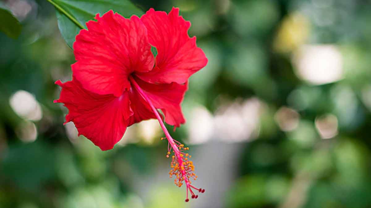 thin hair natural treatment at home