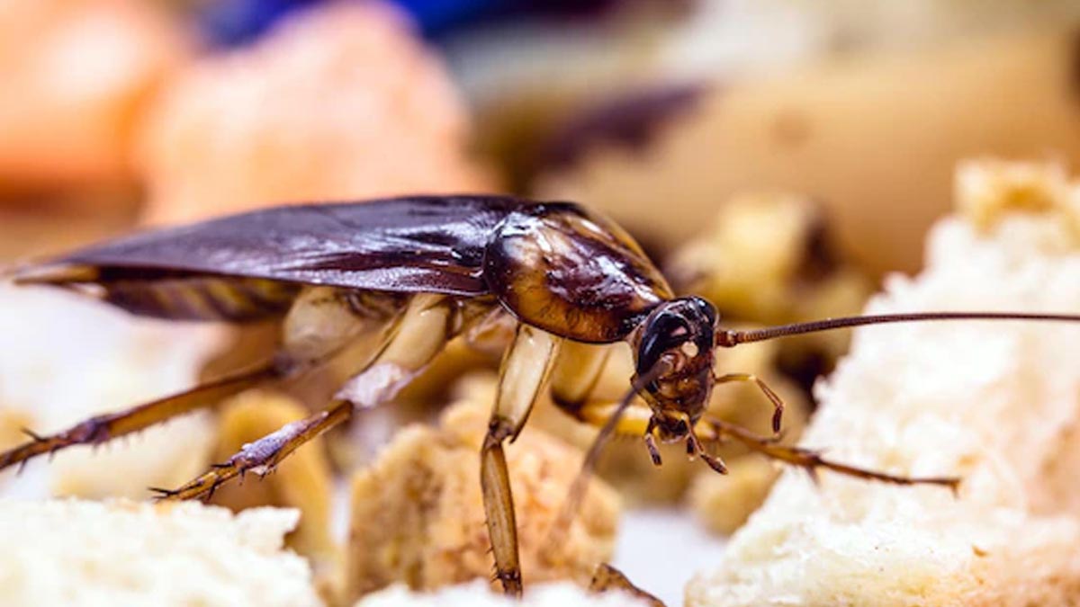 tips to get rid of cockroaches